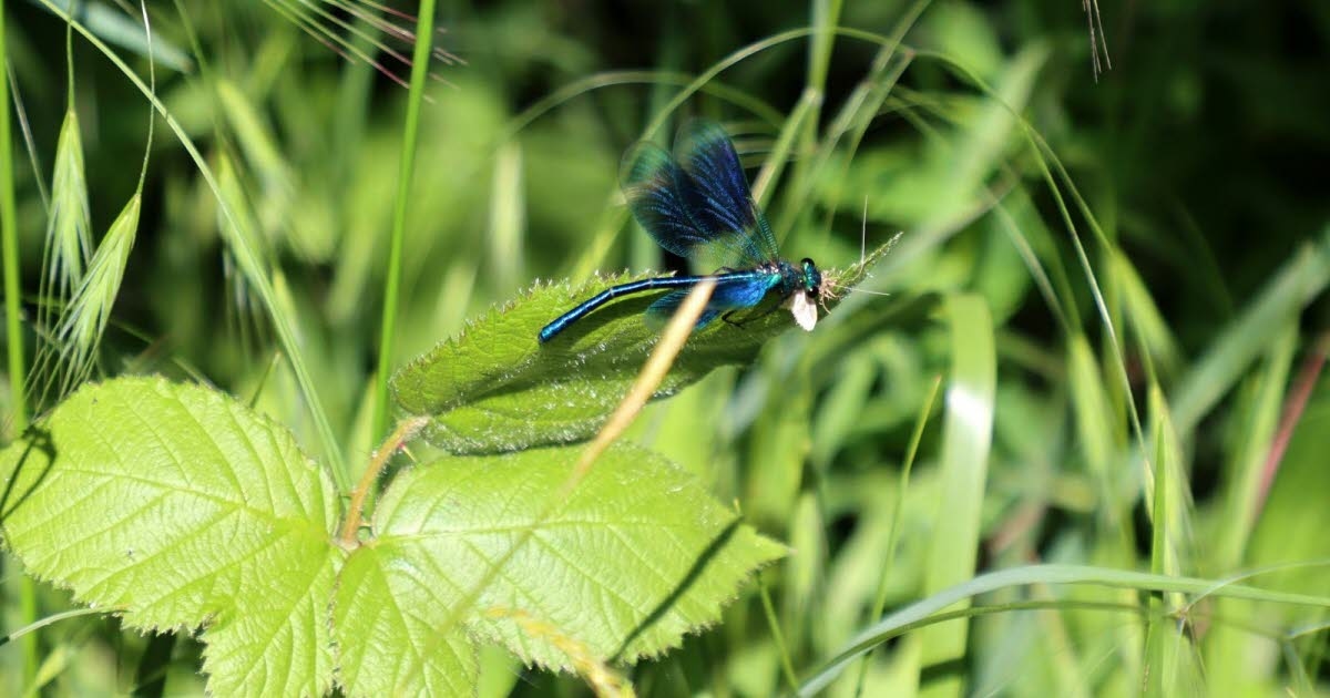 Illkirch-Graffenstaden. Beavers, dragonflies, orchids... The 1001 wonders of the abundant Heyssel site