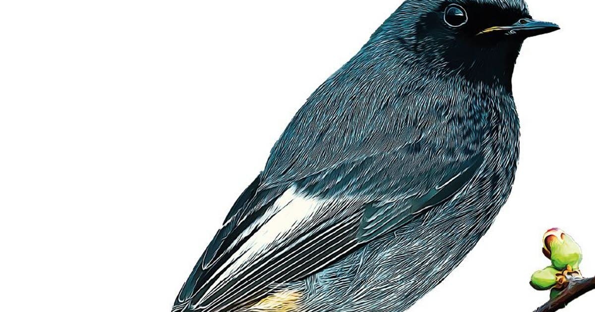 Estrasburgo (5/5). El colirrojo real inaugura el canto de los pájaros cada mañana.