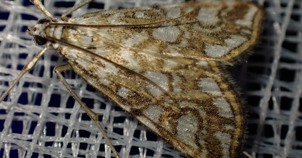 Laubach. Moths at the heart of a nighttime nature outing