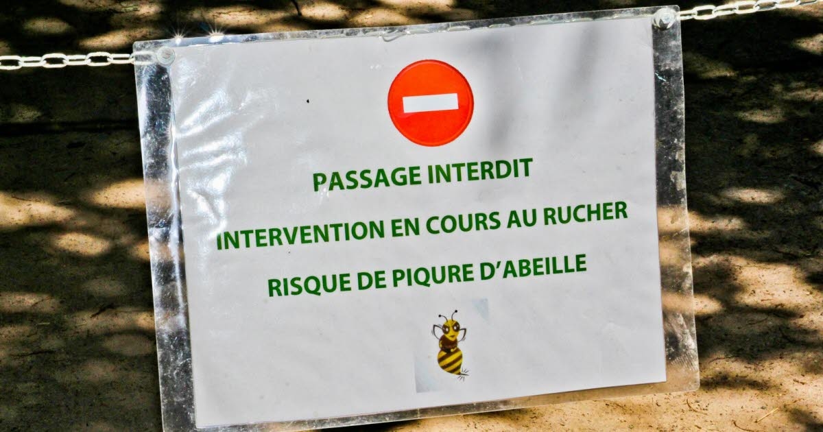 Cantal. "Es inaceptable": Picada por 15 abejas, se niega a sacrificarlas.