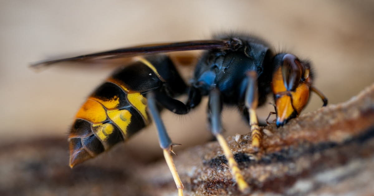 Salud. Abejas, avispas y avispones: el este de Francia está menos expuesto a las picaduras.