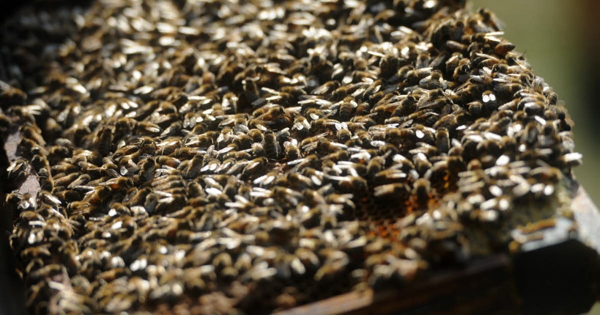Umwelt. Duplomb-Gesetz: Elsässische Imkerei ist besorgt über die Rückkehr von Insektiziden