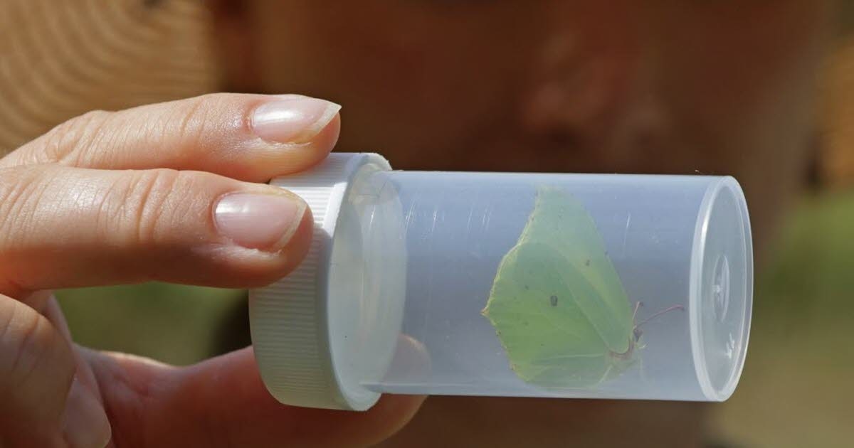 Epfig. Butterflies and company at the rendezvous last Saturday
