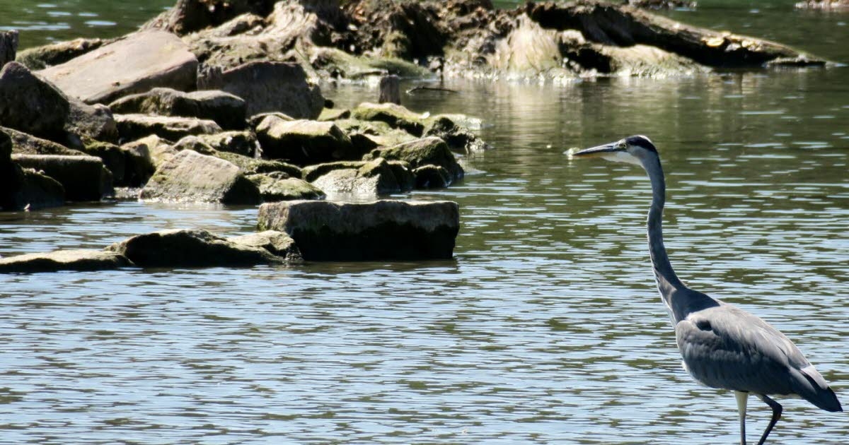 Sélestat: Se amplía la prohibición de utilizar el lago para embarcaciones