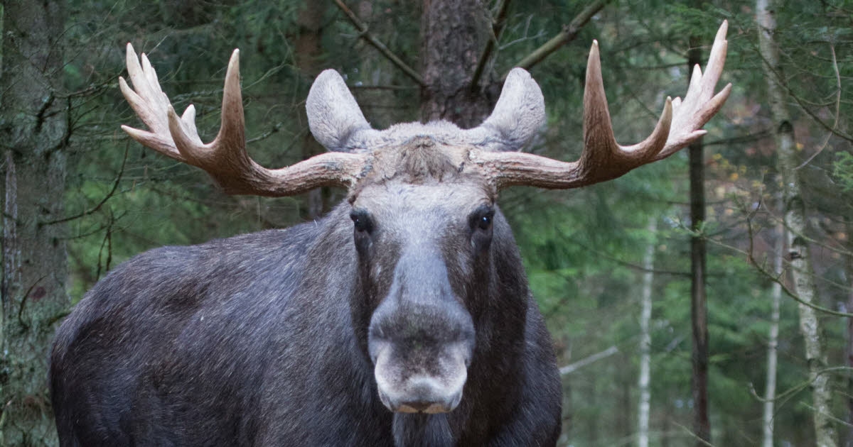 Bade-Wurtemberg. Le mystérieux élan aperçu en Forêt-Noire continue à faire le buzz… et porte désormais un nom