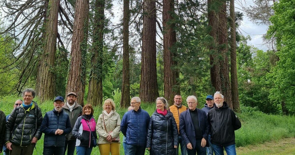 Wintzenheim. The giant sequoias of La Forge labeled “remarkable trees”