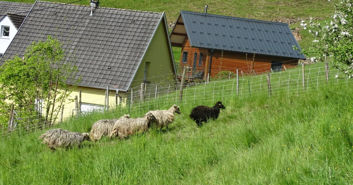 Orbey: Georges-Martelot College Switches to Eco-Grazing