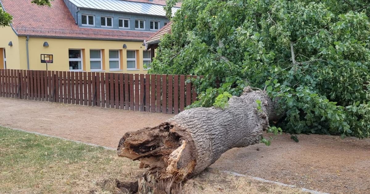 Thann. A fifteen-meter-high lime tree falls in the schoolyard.