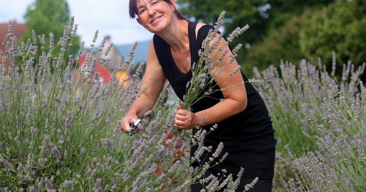 Aspach-le-Bas. A great harvest of 100% local lavender