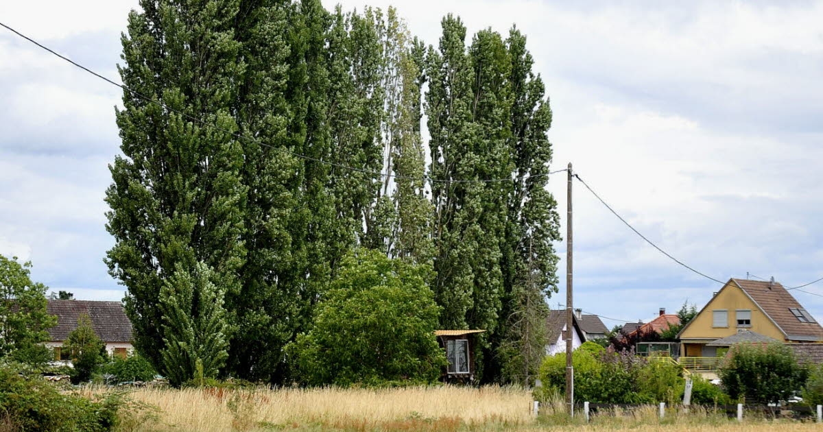 Colmar-Houssen Airport. Readers' Letter: Trees More of a Trouble Than Planes
