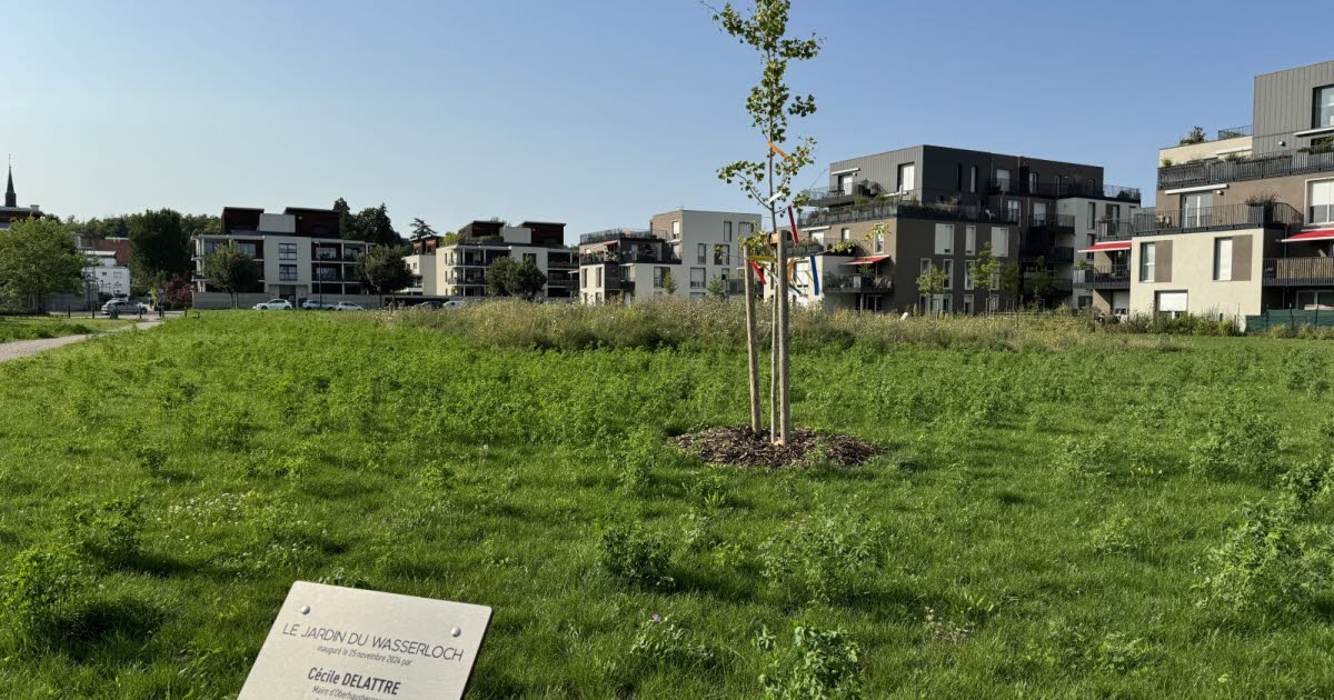 Oberhausbergen: Finansowanie społecznościowe na sadzenie drzew w ogrodzie Wasserloch