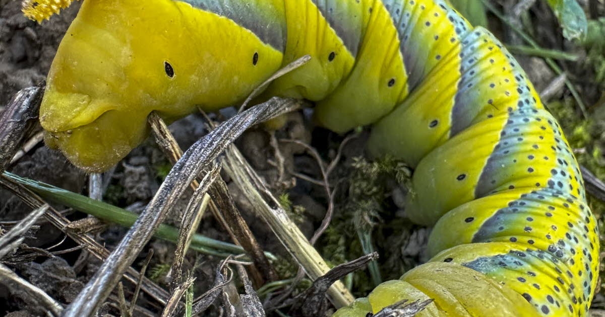 Tieffenbach. Une chenille sphinx tête de mort, mesurant plus de 10 cm, découverte dans un jardin