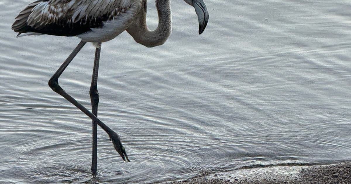 Animales. ¿El flamenco de Titisee liberado en la Pequeña Camarga alsaciana?