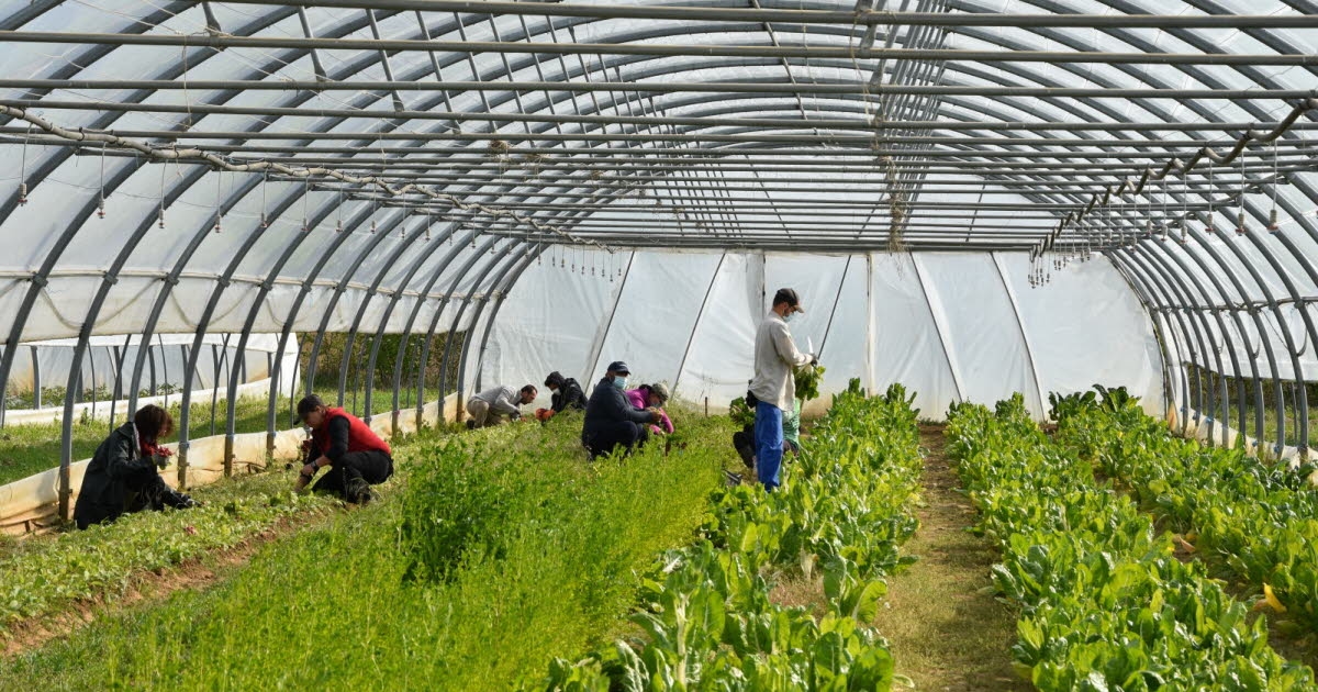Ungersheim. Red Clover Çiftliği, 27 Eylül Cumartesi günü kapılarını açıyor.