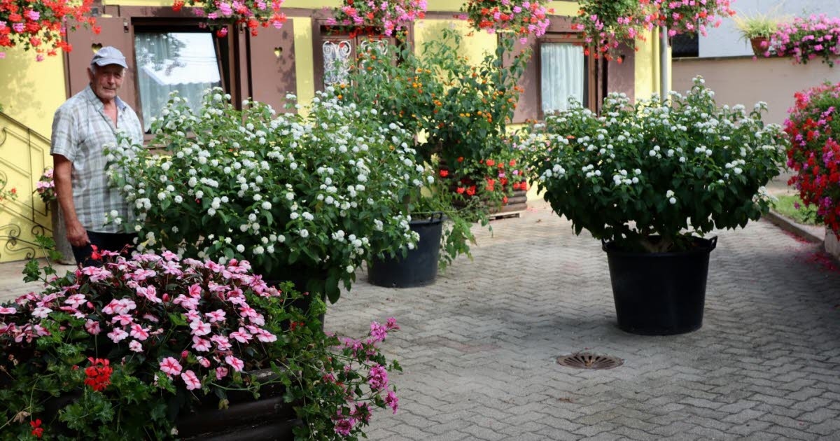 Eschau: Domy i balkony udekorowane kwiatami: znamy zwycięzców lata 2025