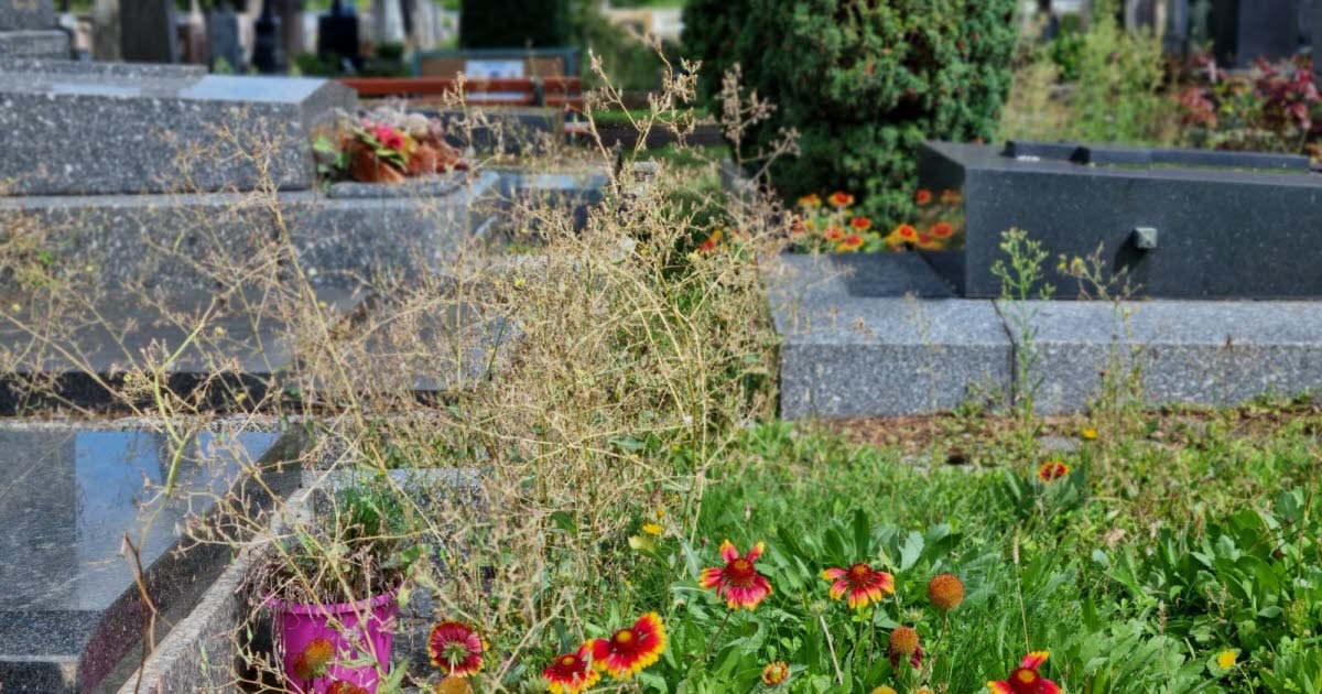Controversy. Cemetery maintenance in Colmar: Christian Meistermann's response