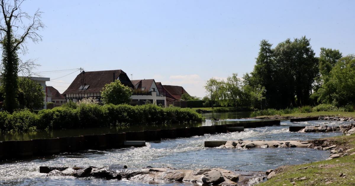 Eschau. Alte Ill: redeveloped weir and addition of a fish pass