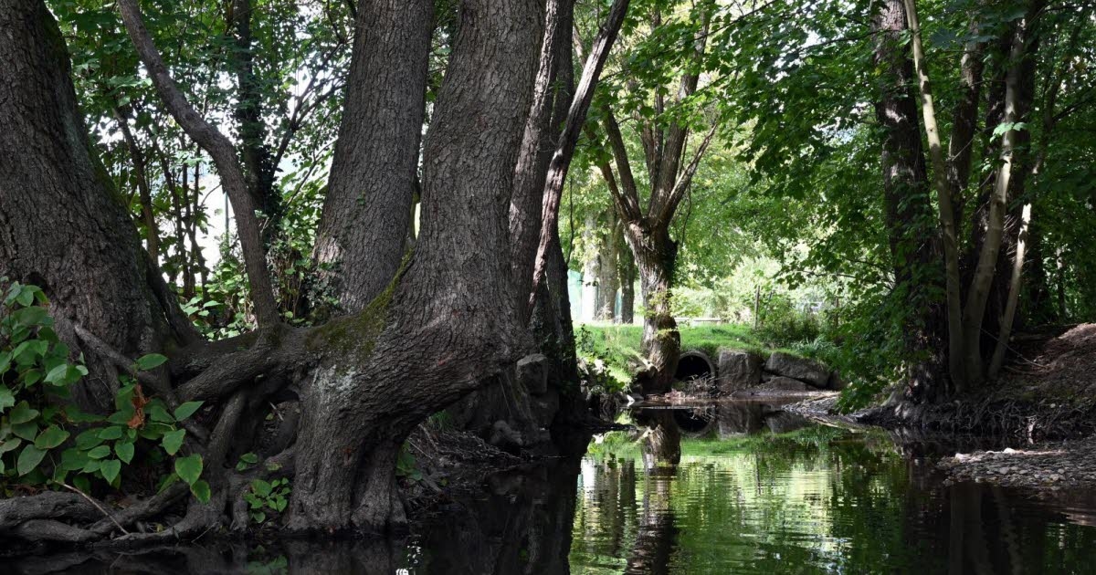 Climate. Drought alert in several areas of Bas-Rhin