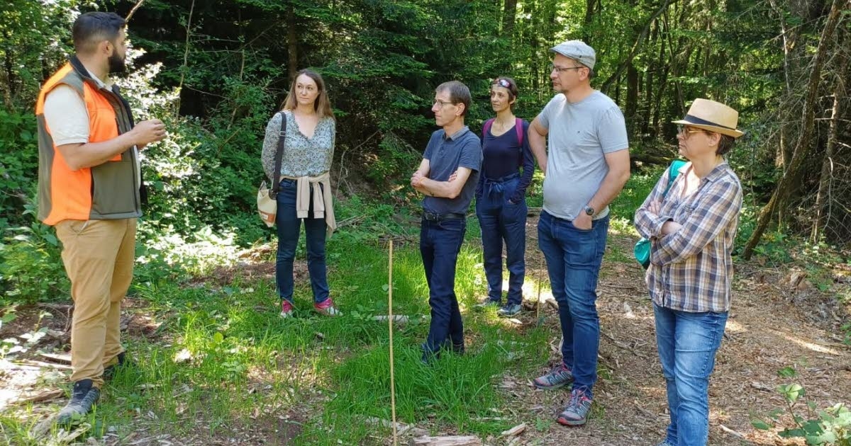 Azé. Elected officials visited an experimental reforestation site