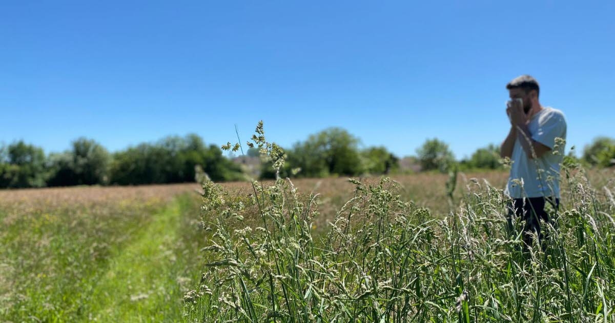 Saône-et-Loire. Air quality: a red alert for grass pollen