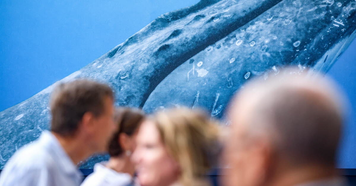 Environment. High seas, marine protected areas... What was the outcome of the oceans summit in Nice?