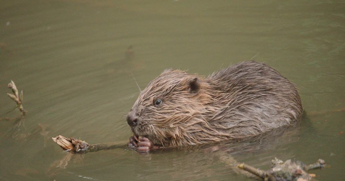 Südliche Côte Chalonnaise. Biber, Vögel, Insekten... mehr als 70 neue Tierarten in der Region entdeckt