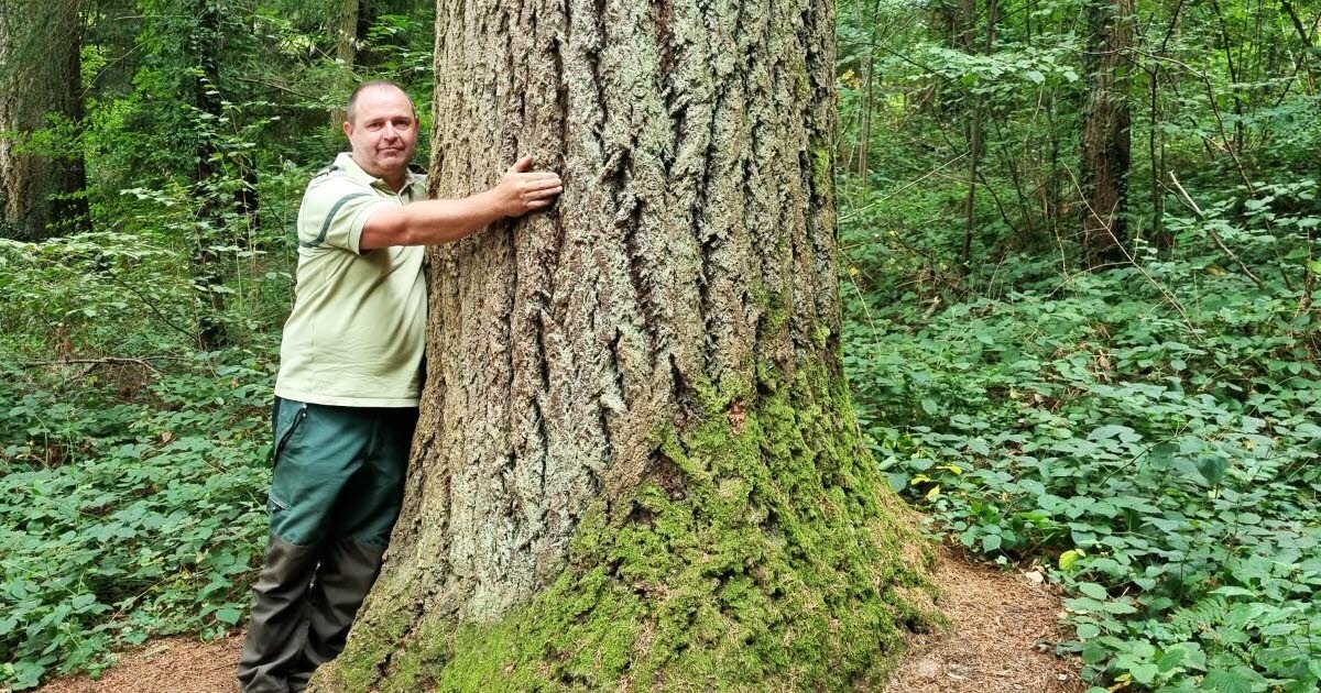 Saône-et-Loire. Gdzie rośnie najwyższa jodła daglezji górująca nad Burgundią?