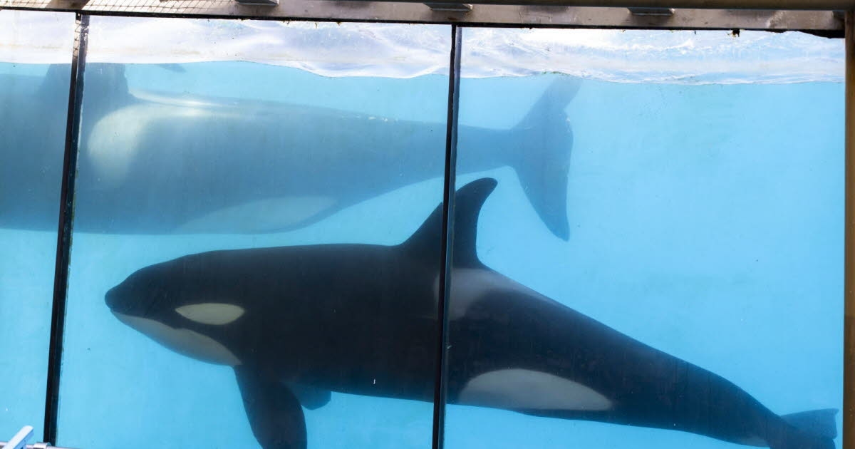 Dieren. In Marineland in Antibes zorgt een video van een seksueel geprikkelde orka voor controverse.
