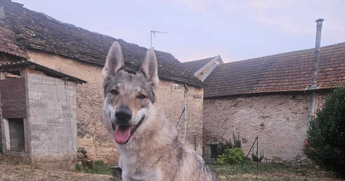 North Isère. Siska the wolf dog, found thanks to a wonderful show of solidarity