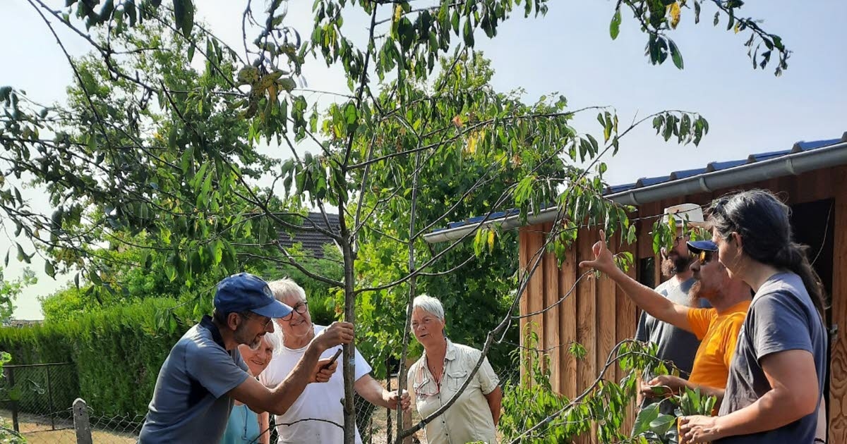 Bourbon-Lancy. A época dos enxertos voltou