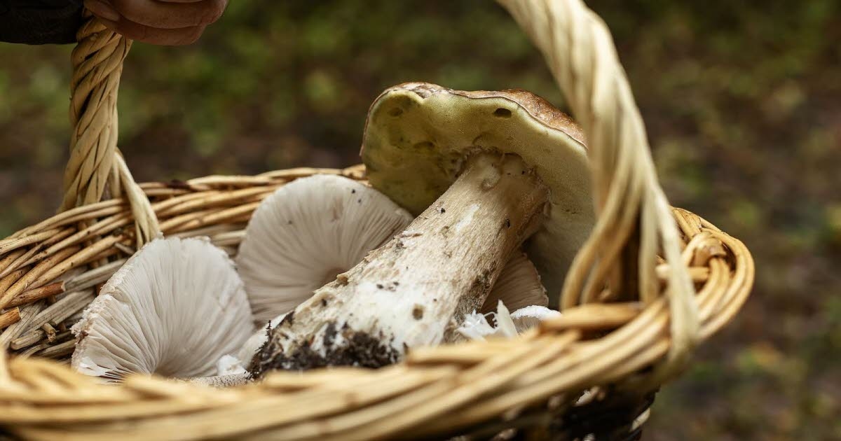 Bourgogne. Champignons en forêt domaniale : une saison généreuse, des règles à respecter