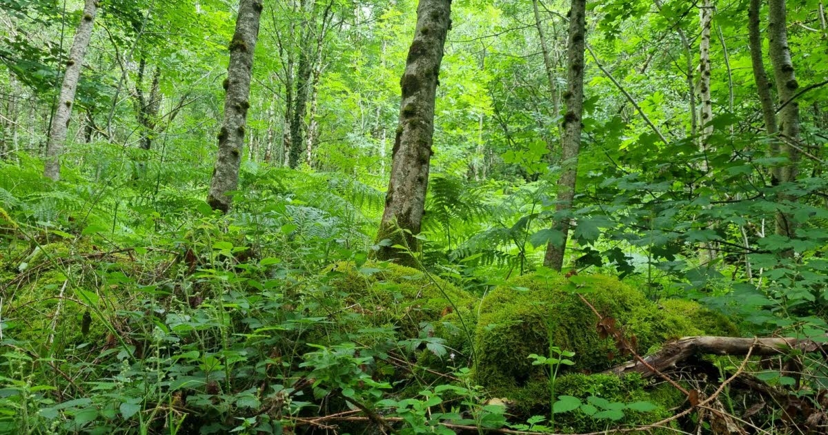 Burgundy-Franche-Comté. Forest management plan validated by the Council of State