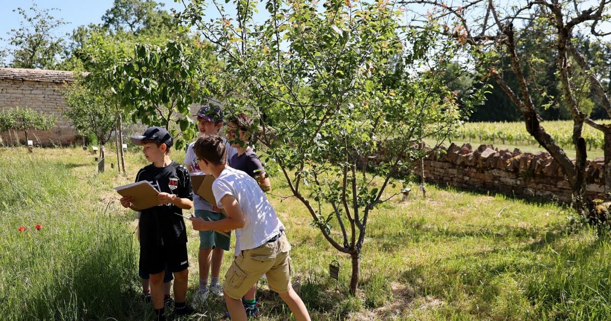 Givry. Six years later, the children find their trees in the orchard.