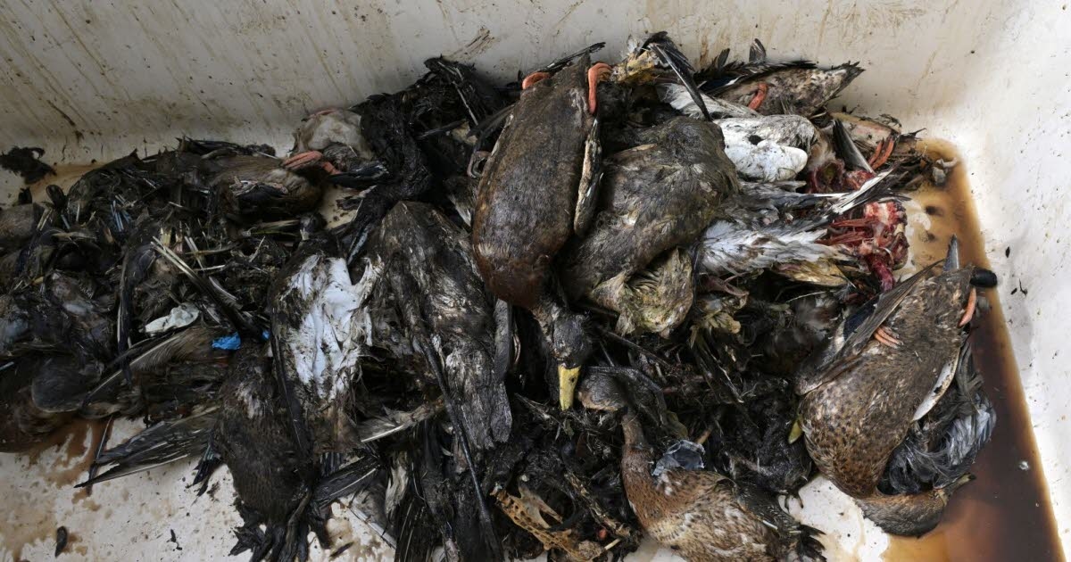 Loire-Atlantique: Tysiące ptaków padło ofiarą zatrucia jadem kiełbasianym, w sobotę odnaleziono 600 zwłok