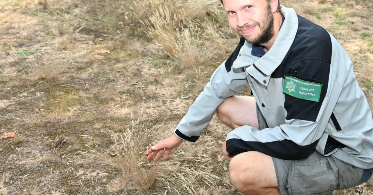 La Truchère-Ratenelle. Bresse-Sanddünen: „Ein außergewöhnlicher Raum, der es verdient, erkannt, geschützt und in seinem wahren Wert gewürdigt zu werden.“