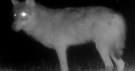 Mâcon: Der Verein One Voice ruft zu einer Kundgebung auf, um „den einzigen Wolf in Saône-et-Loire“ zu retten