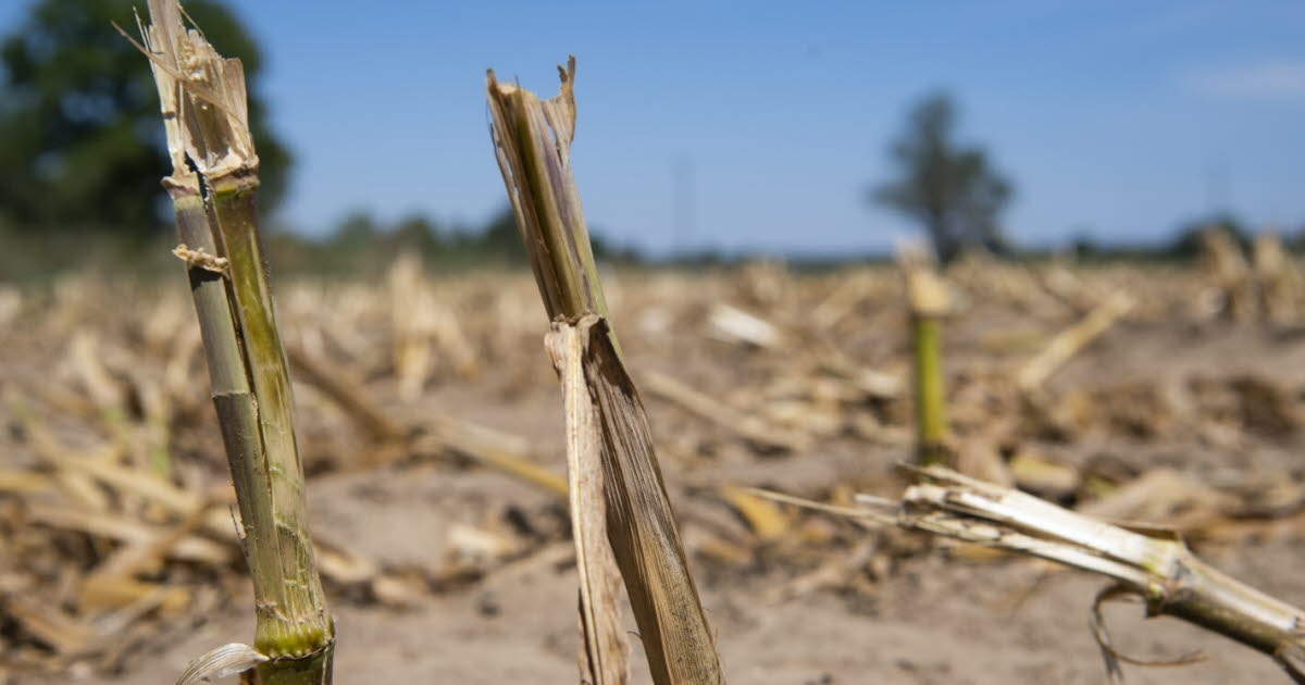 Bresse: Rolnicy ponoszą największe konsekwencje zagrożeń klimatycznych