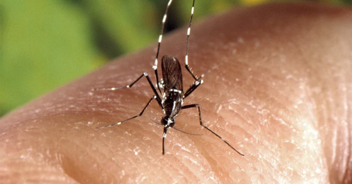 Dijon: Chikungunya'nın yeni bir yerli vakası doğrulandı
