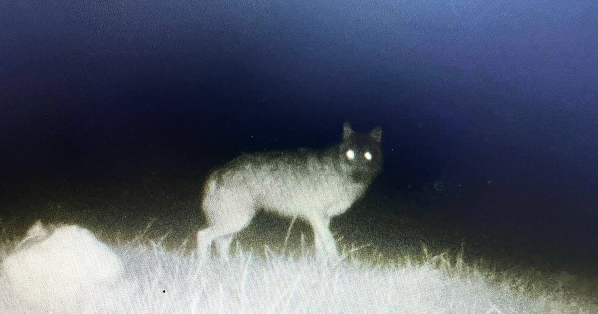 Saône-et-Loire: Działania prawne w obronie wilka