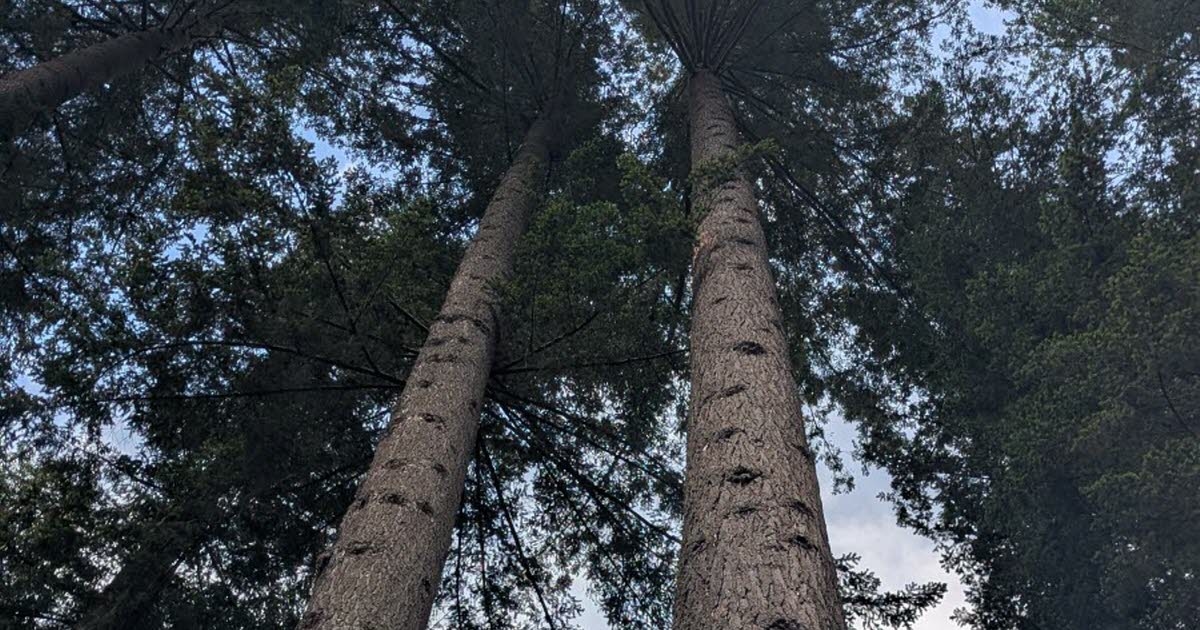 Loire. Der höchste Baum Frankreichs misst jetzt 66,60 m