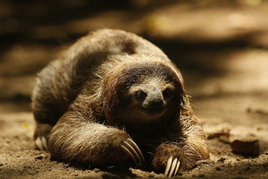 The South American sloth, an evolutionary success story until humans arrived