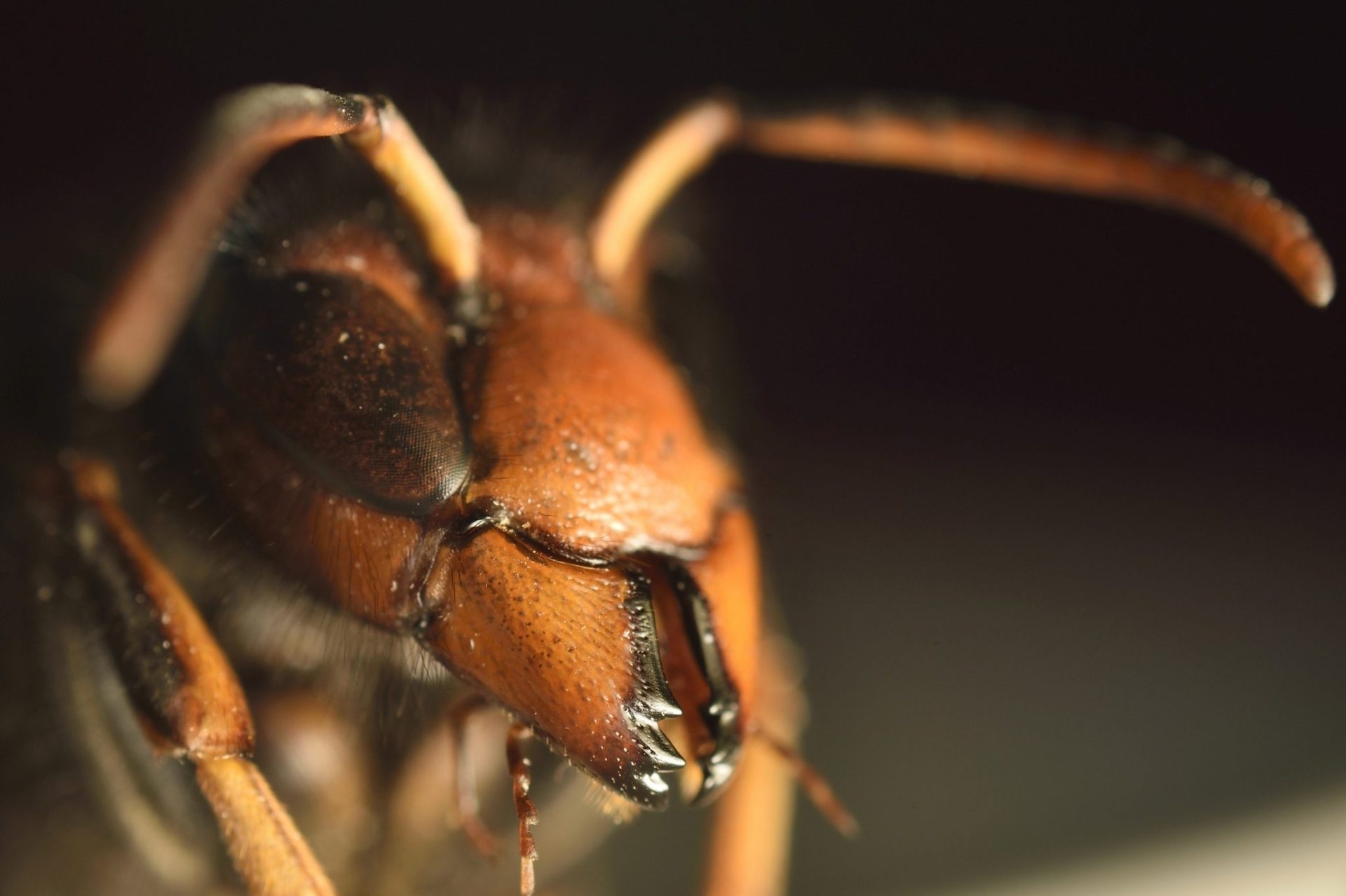 ‘AI BeeGuard’: Inteligencia artificial y ciencia ciudadana para frenar la amenaza de avispas invasoras en Europa
