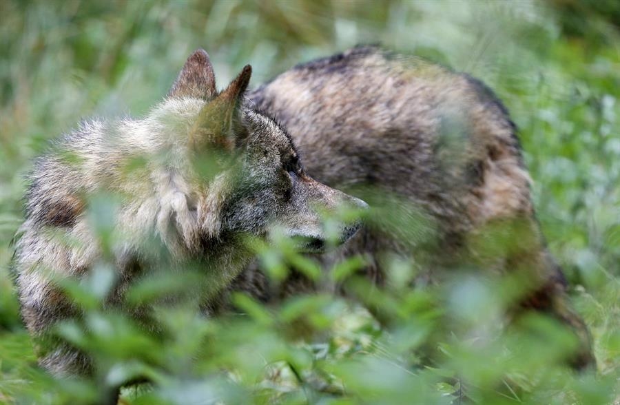 Galicia could set a precedent as the first region to halt wolf hunting.