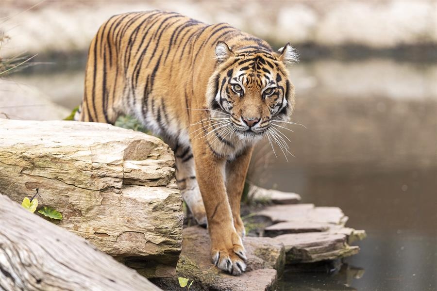 A população de tigres selvagens está crescendo em 74%, mas a espécie continua ameaçada pela caça ilegal e pelo tráfico.