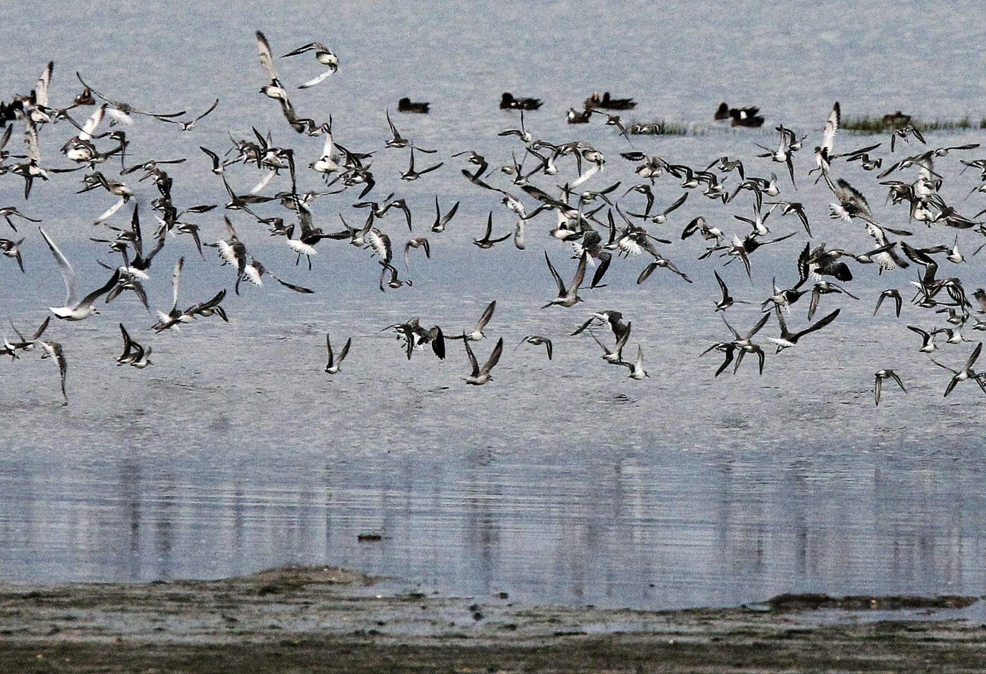Botulism identified as the primary cause of a paralyzing disease in birds