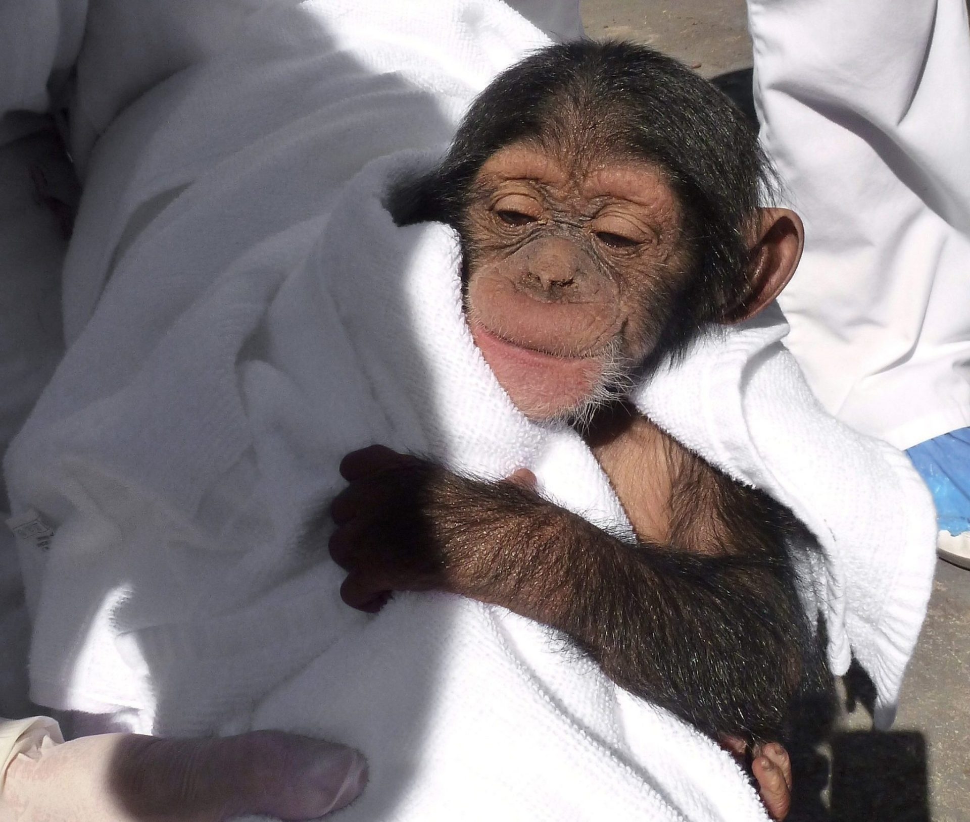 Chimpanzees combine vocal calls to create new meanings, as in human language.