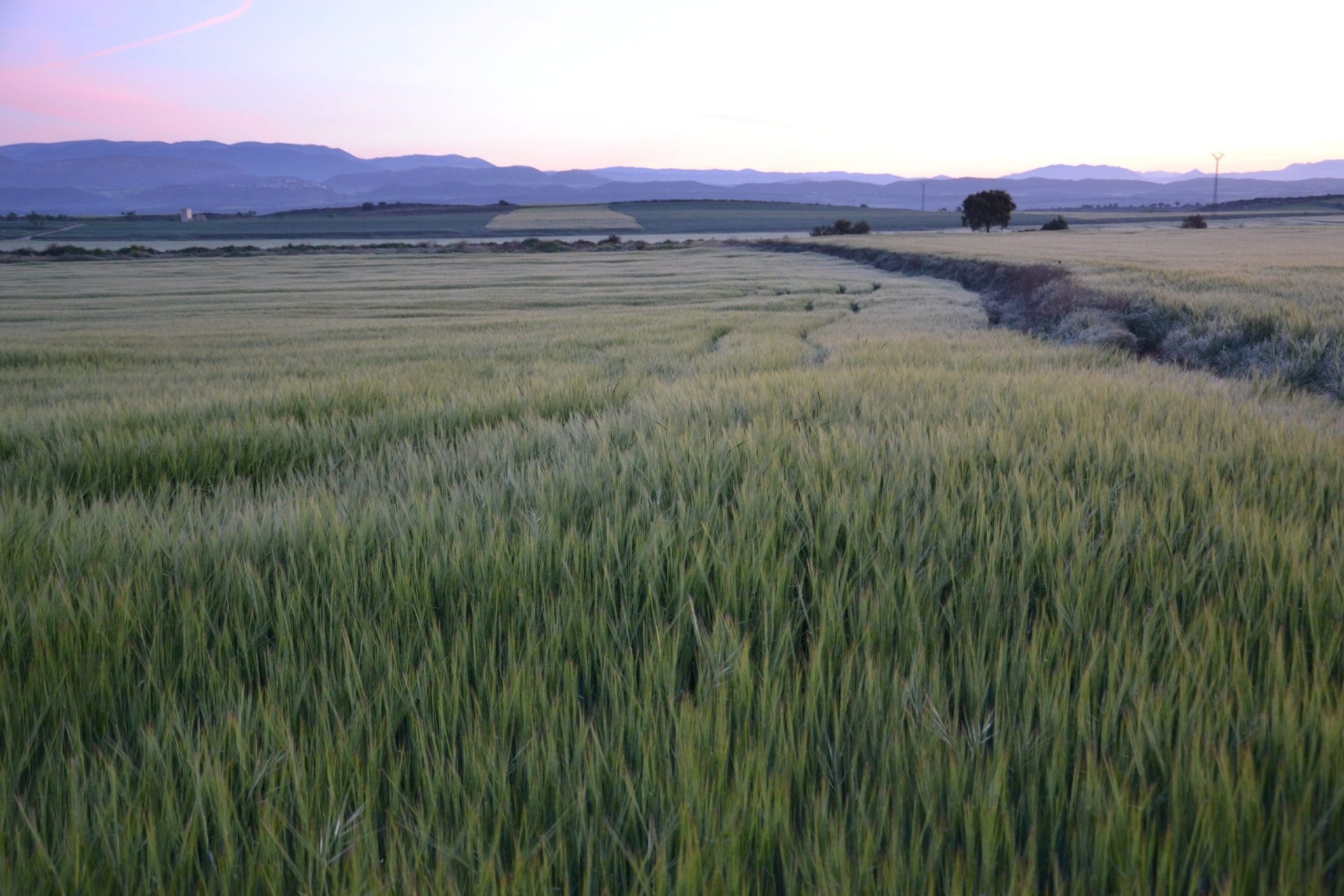 Quasi 200 ONG ambientaliste sollecitano l'UE a garantire finanziamenti per la natura.