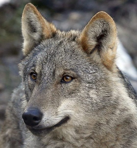 A invasão dos lobos que nunca aconteceu. Por Luis Suárez (WWF)