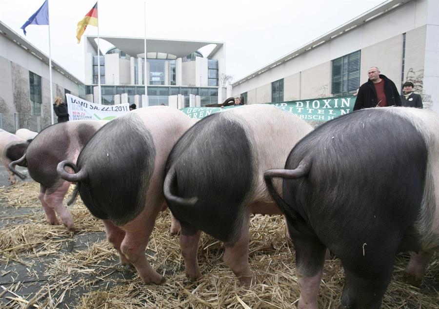 AGtivist report says Spain saw the largest expansion of mega-farms in the EU in 10 years