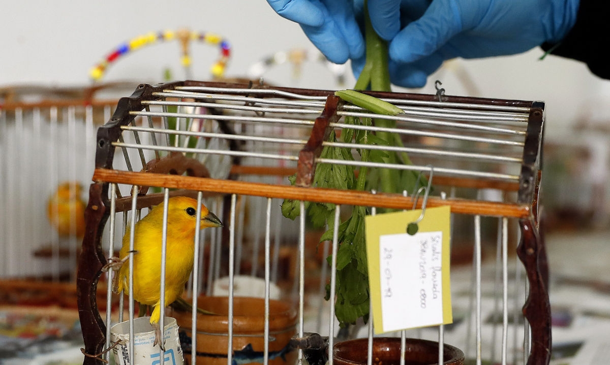 The IUCN will update its list of threatened species at its Abu Dhabi congress in October.